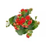 Kalanchoe (Kalanşo) Fidanı Kırmızı 10-20 Cm
