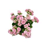 Kalanchoe (Kalanşo) Fidanı Pembe 10-20 Cm