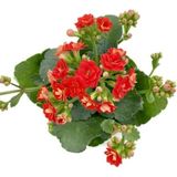 Kalanchoe Kalanşo Kırmızı 10-20 Cm