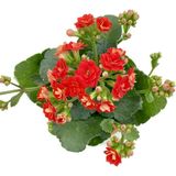 Kalanchoe (Kalanşo) Kırmızı