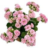 Kalanchoe Kalanşo Pembe 10-20 Cm