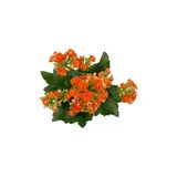 Kalanchoe (Kalanşo) Turuncu Çiçeği Fidanı 10-20 Cm