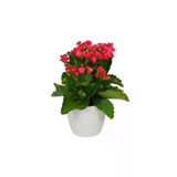 Kalanchoe Kırmızı Renkli Kalanşo Seramik Saksıda
