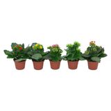 Kalanchoe Laetivirens Sukulent 8.5 Cm Saksıda