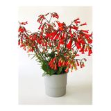 Kalanchoe Mangini Kalanşo