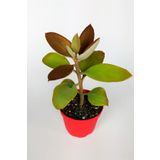 Kalanchoe Orgyalis Gold Kalanşo Çiçeği Copper Golden Spoons 8.5 Cm Kırmızı Saksıda