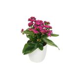 Kalanchoe Pembe Renkli Kalanşo Seramik Saksıda