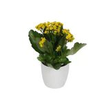 Kalanchoe Sarı Renkli Kalanşo Seramik Saksıda