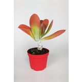 Kalanchoe Thyrsiflora - Çöl Lahanası - Ciğer Sukulent - Kırmızı Yapraklı - 8.5 Cm Kırmızı Saksıda