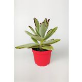 Kalanchoe Tomentosa Panda Bitkisi Kalanşo Sukulent 8.5 Cm Kırmızı Saksıda
