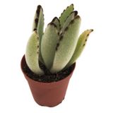 KALANCHOE TOMENTOSA PANDA SUKULENT 5,5 CM SAKSIDA