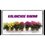 Kalanşo Çiçeği( 5 Adet Farklı Renkli Paket) Kardeş Kanı 10-20 Cm