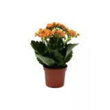 Kalanşo Çiçeği Emel Hanım Çiçeği Fidanı 10-20 Cm