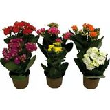 Kalanşo Çiçeği Fidanı Kalanchoe Kalandiva 5 Adet 10-20 Cm