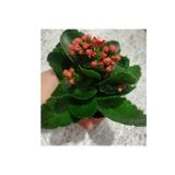 Kalanso Cicegi Fidesi Fidanı 10-20 Cm