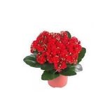 Kalanşo Çiçeği Kalanchoe Çiçeği Bitki Ev Ofis Bitkisi Kırmızı 20-25 Cm