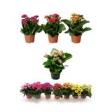 Kalanşo Çiçeği, Kalanchoe Çiçeği Fidanı 10-20 Cm 1 Adet