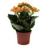 Kalanşo Çiçeği, Kalanchoe Çiçeği Fidanı 10-20 Cm
