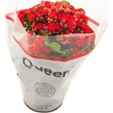 Kalanşo Çiçeği Kalanchoe (Emel Hanım) Çiçeği Kırmızı Renk 10-20 cm