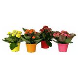 Kalanşo Çiçeği Kalanchoe Fidanı 10-20 Cm 1 Adet