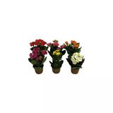 Kalanşo Çiçeği (Kalanchoe Kalandiva) 10-20 Cm 1 Adet