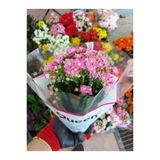 Kalanşo Çiçeği Koyu Pembe Renkli Kardeş Kanı 10-20 Cm