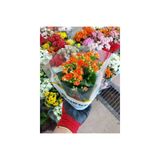 Kalanşo Çiçeği Portakal Renkli 10-20 Cm