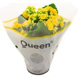 Kalanşo Kalachoe (Emel Hanım) Çiçeği Fidanı Sarı Renk 10-20 cm
