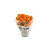 Kalanşo Kalanchoe (Emel Hanım) Çiçeği Turuncu Renk 10-20 cm