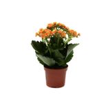 Kalanşo Kalanchoe Emel Hanım Kardeş Kanı Çiçeği 10-20 Cm