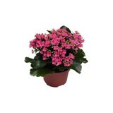 Kalanşo Kalanchoe Kutlama Çiçeği Ev Bitkisi Ofis Bitkisi Pembe