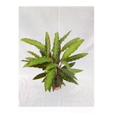 Kalatya Calathea Rufibarba Wavestar Fidanı 10-20 cm