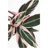 Kalatya - Calathea Triostar Dua Çiçeği