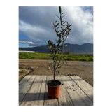 Kalfy Store Zeytin Fidanı Gemlik Çeşidi Mini Bonsai Bodur 2 Yaş Sofralık Zeytin Ağacı 30-40 Cm