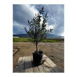 Kalfy Store Zeytin Fidanı Gemlik Sofralık Zeytin Ağacı Yetişkin Boylu Saksılı 2 Yaşında 80-100 cm