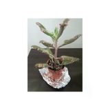 Kalonchoe Daigremantione / Aşkın Gözyaşı Çiçeği 10-20 Cm