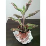 Kalonchoe Daigremantione / Aşkın Gözyaşı Çiçeği Fidanı 10-20 Cm
