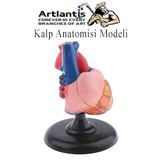 Kalp Modeli 2 Parca 1 Adet Gercek Boy Kalp Anatomisi Modeli Insan Kalp Modeli Renkli Bilim Deney Malzemesi