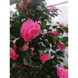 Kamelya Fidanı Pembe ( 30-45 ) Cm tüplü