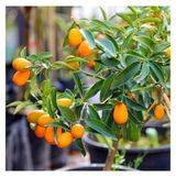 Kamkat Bonsai Kumquat Ağacı 3 Adet Tohum Al Saksı+torf Hediye Ev Ve Bahçe Için Ideal