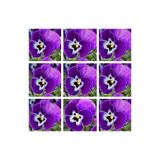 Kampanyalı 30'lu Beyaz Mor Heraci Menekşe Çiçeği Fidanı 5-15 Cm Tüplü Çiçekli Bodur Persian Violet
