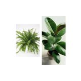 Kampanyalı Aşk Merdiveni Fujer Askılı Saksıda/Kauçuk 60-70 Cm 2'li Set Salon Ofis Bitkileri