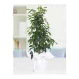 Kampanyalı Benjamin Bitkisi 60-80Cm Ficus Benjamina Danielle Salon Ev Ofis Bitkisi