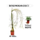 Kampanyalı Beyaz Mercan Çiçeği 1 Adet Tül Kuşkonmaz Çiçeği Balkon Bitkisi