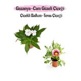 Kampanyalı Beyaz Renk Cam Güzeli 1 Adet Pembe Beyaz Renk Gazanya Çiçeği 1 Adet 10-20Cm