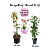 Kampanyalı Kartopu Çiçeği 1 Adet Hanımeli Çiçeği 1 Adet Kırmızı Gazanya Hediye Bahçe Seti