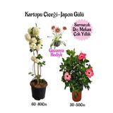 Kampanyalı Kartopu Çiçeği 1 Adet Pembe Japon Gülü 1 Adet Pembe Gazanya Hediye Bahçe Seti