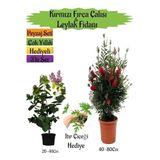 Kampanyalı Kırmızı Fırça Çalısı Kokulu Mor Leylak Fidanı Itır Çiçeği Peyzaj Seti