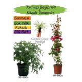 Kampanyalı Kırmızı Renk Begonvil Kokulu Klasik Yasemin Kurdele Çiçeği 3'lü Peyzaj Seti