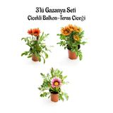 Kampanyalı Kırmızı-Turuncu Sarı- Pembe Beyaz-Renk Gazanya Çiçeği 3 Adet 10-20Cm Balkon Çiçeği